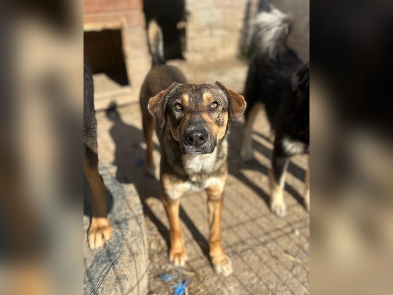 ⭐️EPPO⭐️, Rüde, 1 Jahr, 50 cm, Mischling, Tierschutz