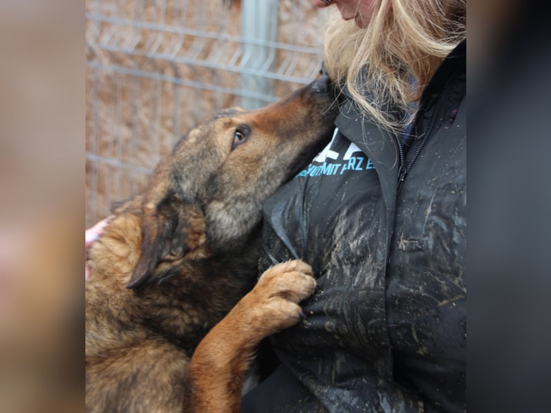 XORO, Goldstück, 1,5 Jahre, 50 cm, Mischling, Pflegestelle Hennef, Tierschutz Rumänien