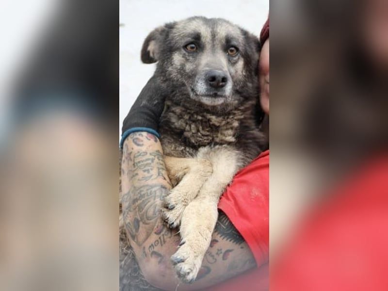 ⭐️GREY⭐️,besondere Hündin, 4,5 Jahre, 50 cm, Mischling, Tierschutz Rumänien
