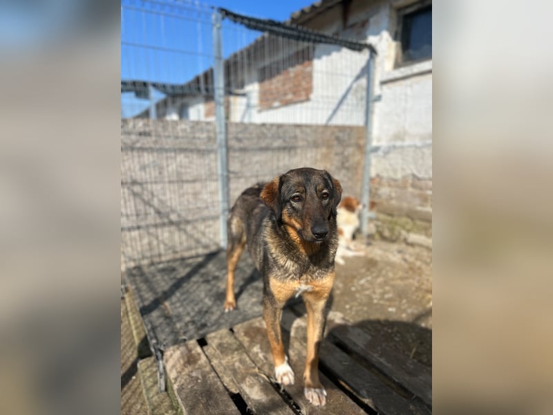AMY, liebes Leckermäulchen, 2 Jahre, 45 cm, Mischling, Tierschutz Rumänien