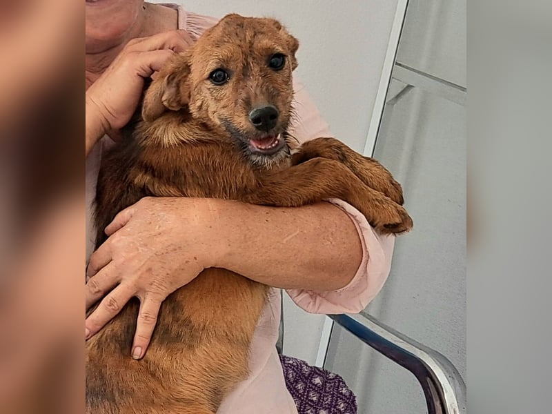 Stela sucht ein liebevolles Zuhause