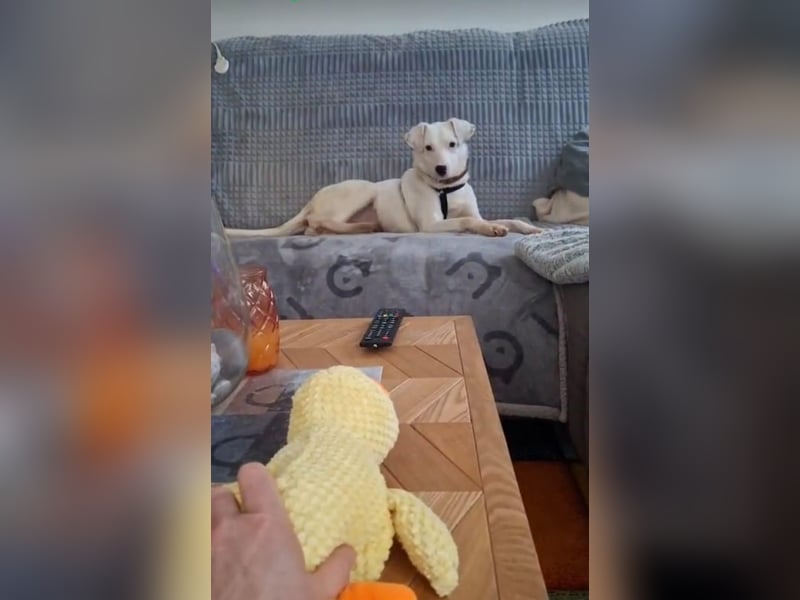 ARTEMIS, liebe Lakritz-Nase, 1 Jahr, 40 cm, Mischlingsmädchen, Tierschutz, Pflegestelle 53773