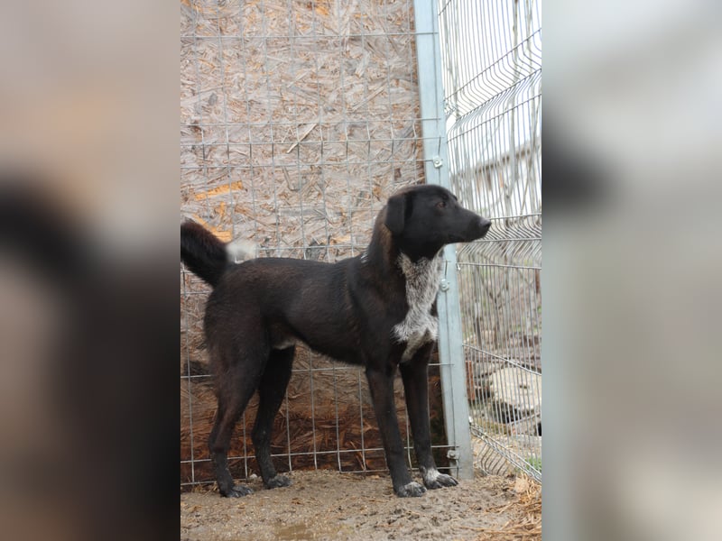 ⭐️SMOKY⭐️, sportlicher Rüde, 1 Jahr, 46 cm, Mischling, Tierschutz