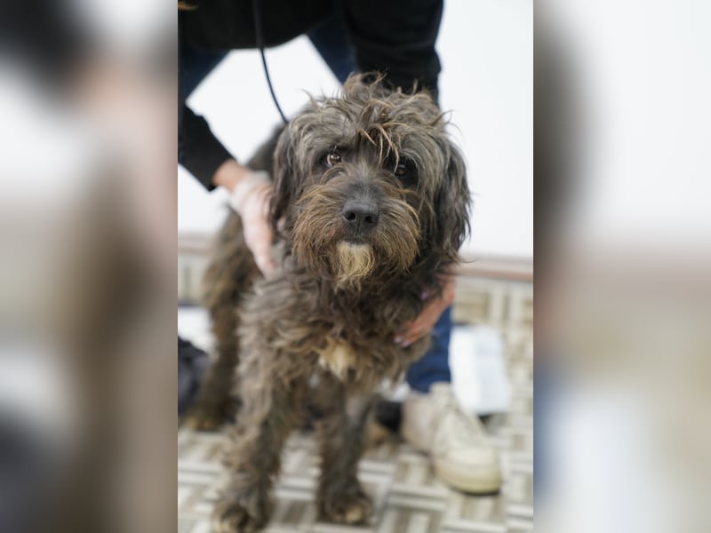 ⭐️SPARTACUS⭐️, wunderbarer Wuschel, Rüde, 8 Monate, Welpe, 46 cm, Mischling, Tierschutz Rumänien