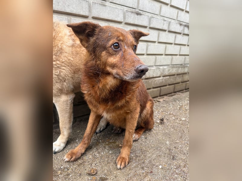 Karesz sucht Gnadenplatz