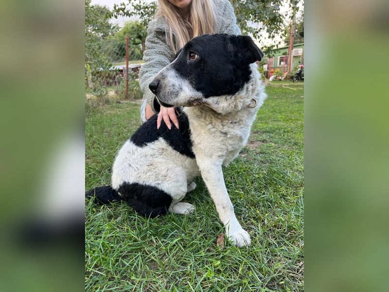 Rabies, ein Traumhund