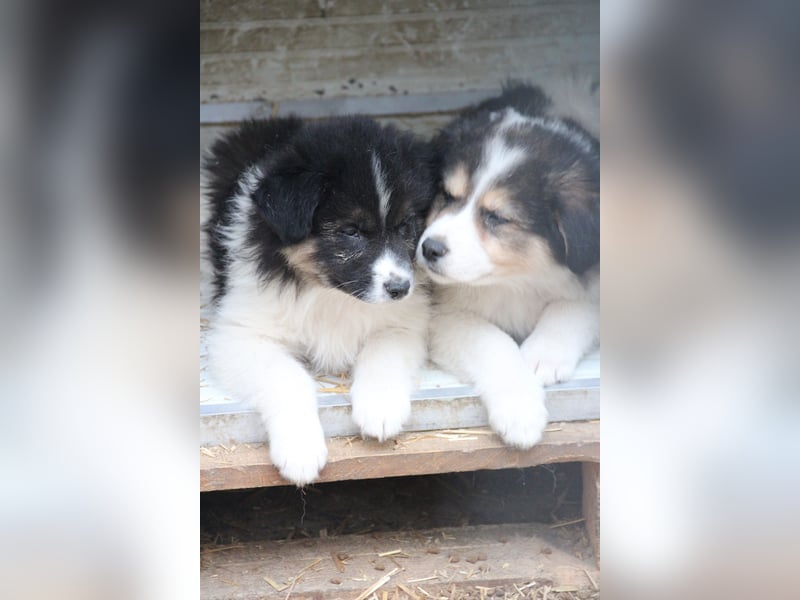 SARINA, Schmuse-Welpin, 3 Monate, 28 cm, Mischlingsmädchen, Tierschutz Rumänien