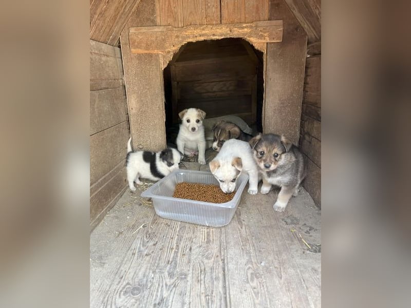 PICCOLO, besonderer Rüde, 1 Jahr, 45 cm, Mischling, Tierschutz