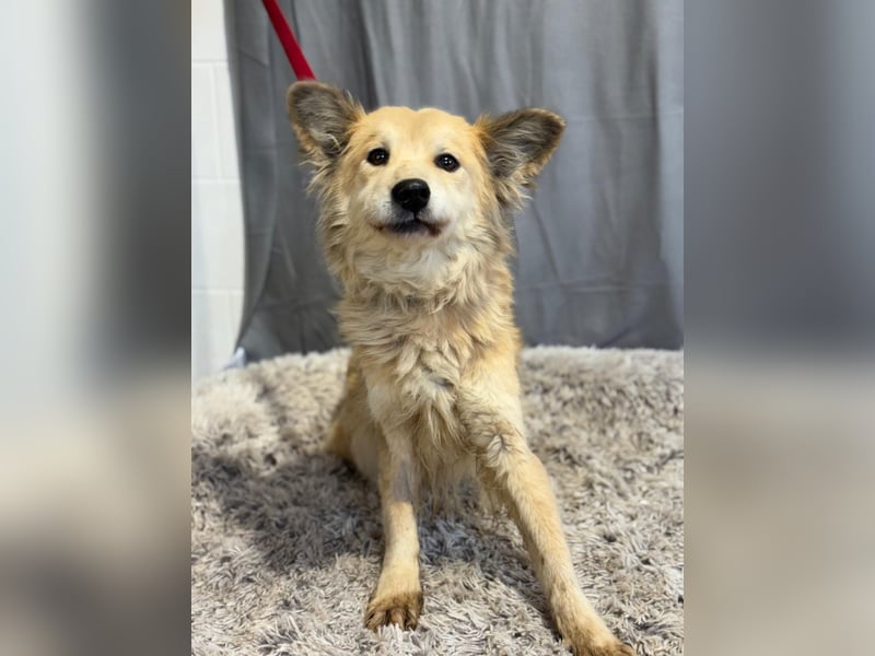 wunderschöne Levendula wartet auf Dich