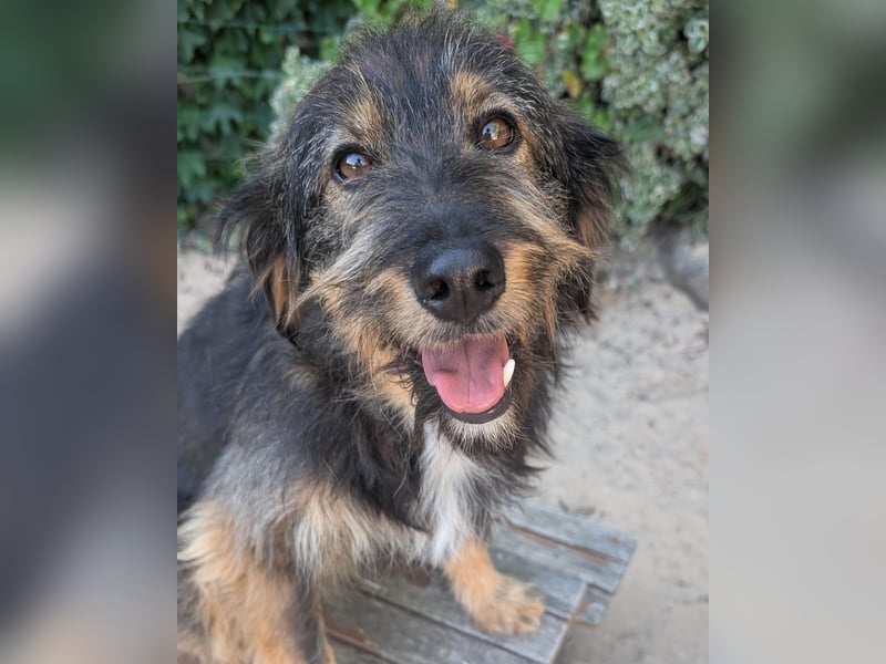 Menschenbezogener Benno wartet in Portugal auf seine Menschen!