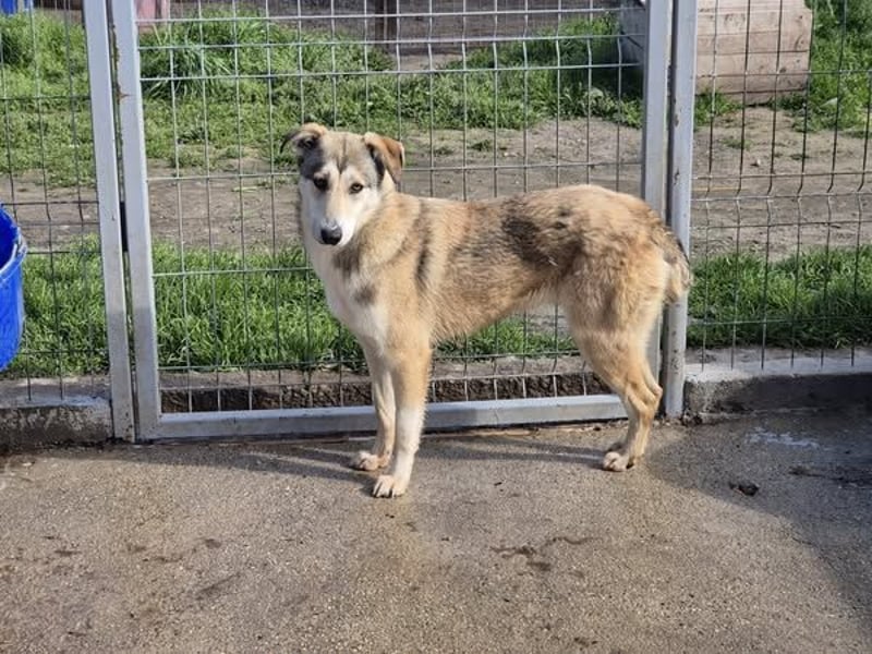 Hündin 107403 sucht ihr neues Zuhause