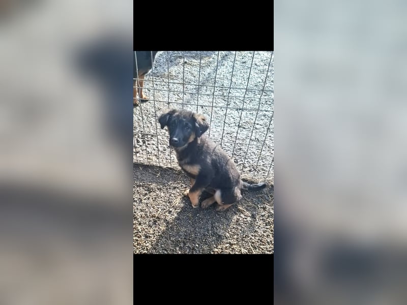 Luna - momentan auf Pflegestelle in 50969 Köln