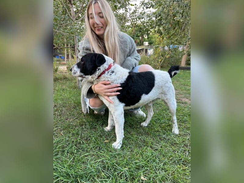 Rabies, ein Traumhund