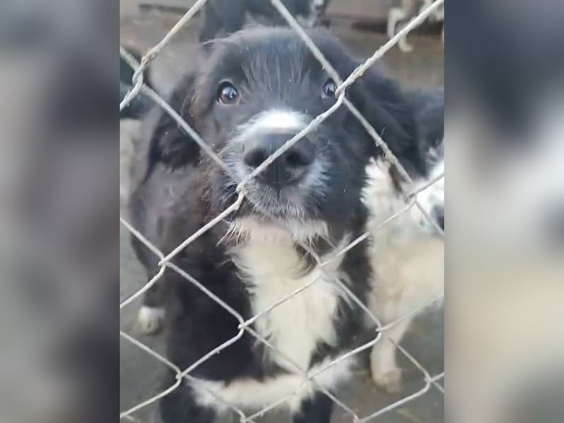 ⭐️GIAN⭐️, Rüde, 7 Monate, 36 cm (wachsend), Mischling, Tierschutz