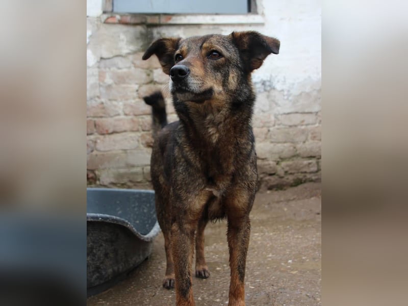 ⭐️FIONA⭐️, Hündin, 4,5 Jahre, 44 cm, Mischling, Tierschutz