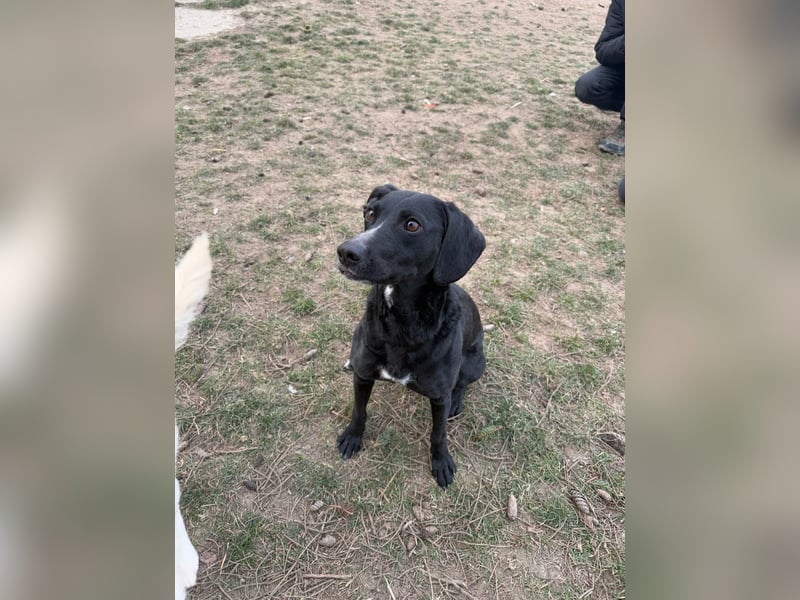 Steffi - eine tolle Hündin sucht warmes Zuhause!