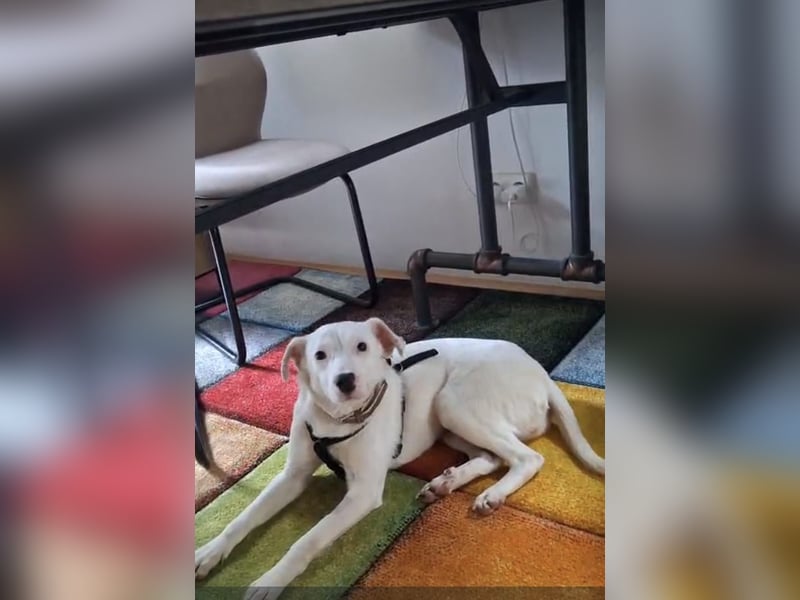 ARTEMIS, liebe Lakritz-Nase, 1 Jahr, 40 cm, Mischlingsmädchen, Tierschutz, Pflegestelle 53773