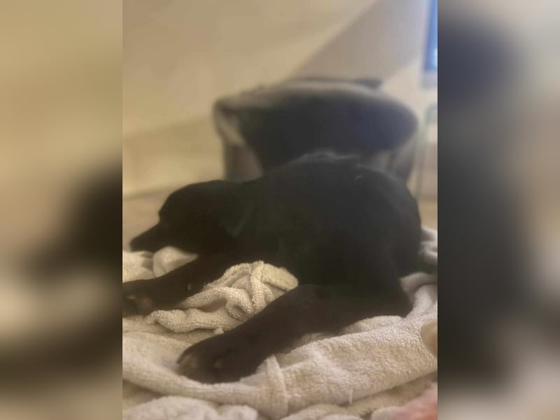 Smilla - auf Pflegestelle in 50969 Köln ( G,C )