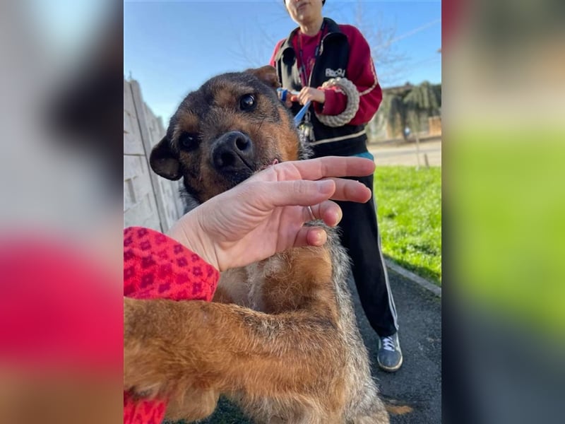 Der süße sehr liebe Thor wartet in Rumänien auf die Ausreise