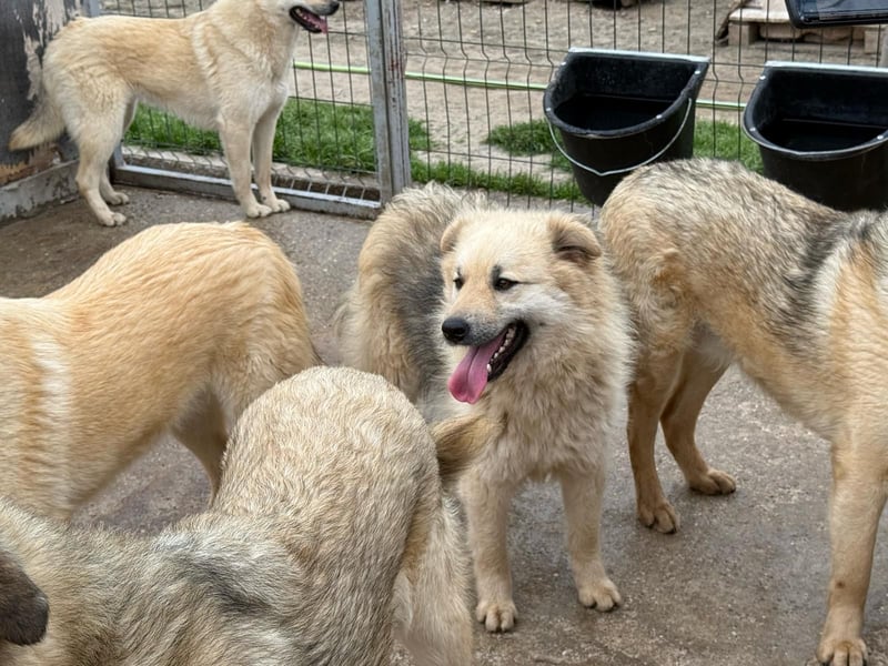 Hübsche Frieda sucht ihr Zuhause