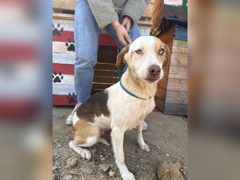 Picúr wartet schon so lange auf ihr Zuhause