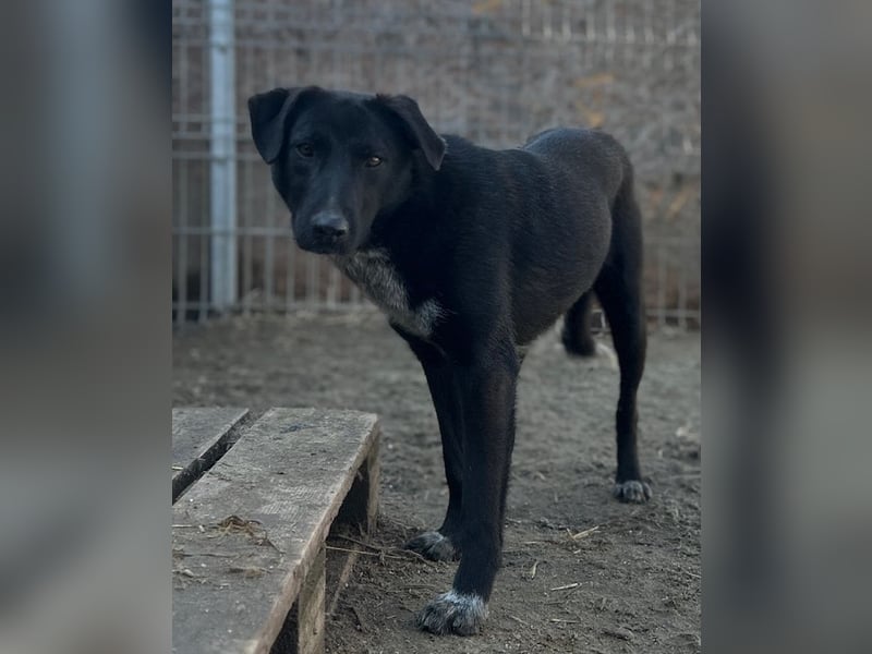 ⭐️SMOKY⭐️, sportlicher Rüde, 1 Jahr, 46 cm, Mischling, Tierschutz