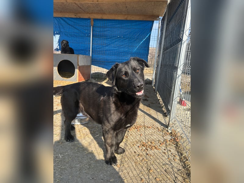 ⭐️COSTEL⭐️, lebenslustiger Hundemann, 3 Jahre, 42 cm, Mischling, Tierschutz