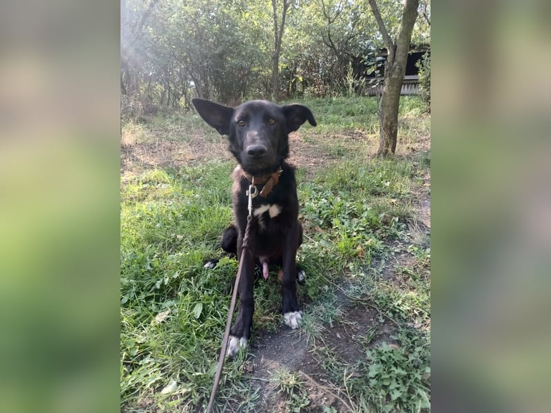 Blacky Tietschutzhund sucht ein Zuhause
