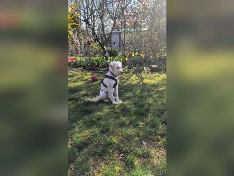 LUMA, unsichere Seele, 1 Jahr, 40 cm, Mischling, Tierschutz, Pflegestelle 40223