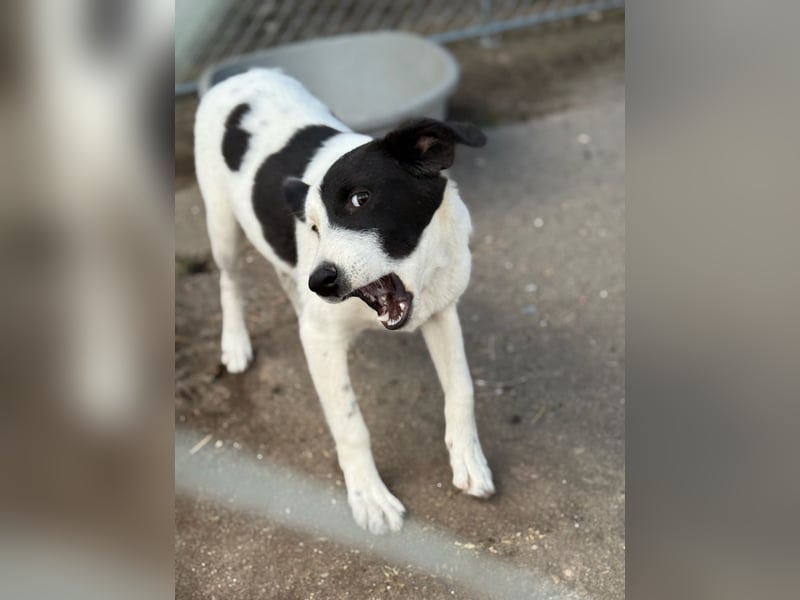 ⭐️SNOOPY⭐️, Spaßvogel und Spielkamerad, Rüde, 1 Jahr, 46cm, Mischling, Tierschutz