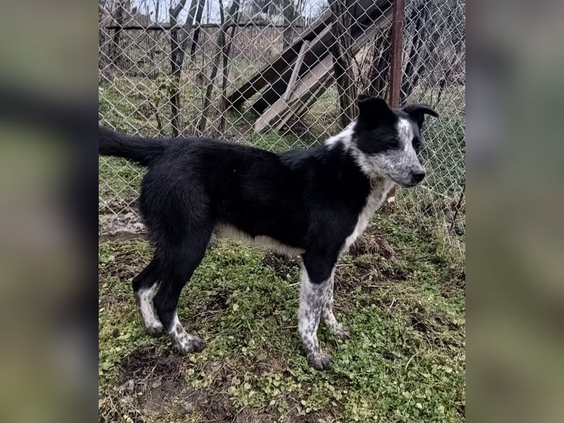 Zoro Tierschutzhund sucht ein Zuhause