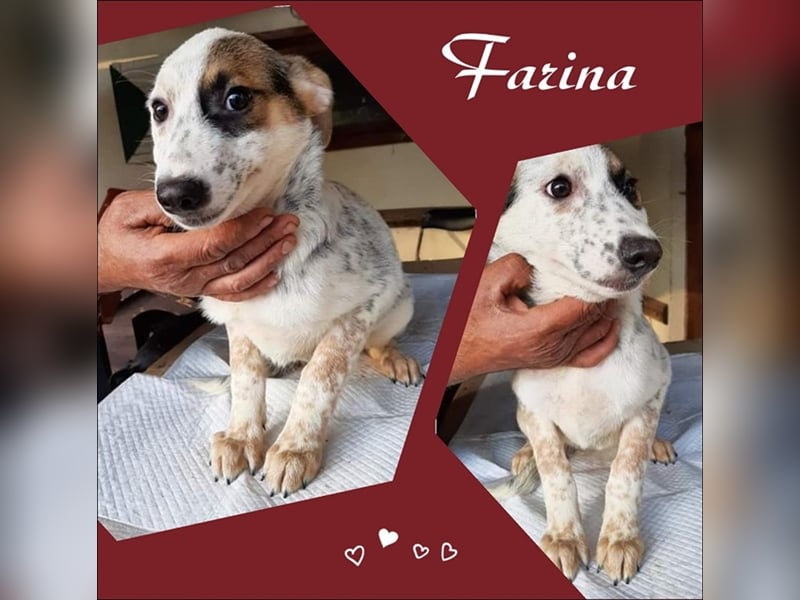 Farina sucht noch ihre Menschen