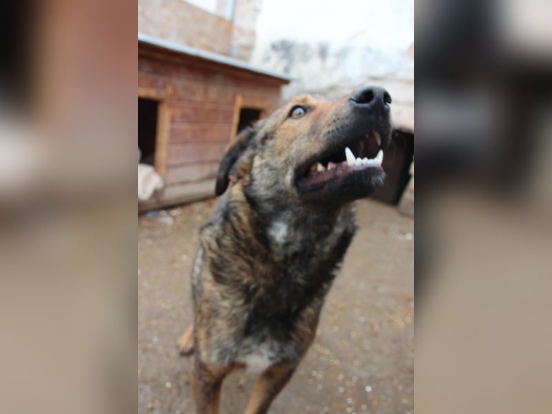 XORO, Goldstück, 1,5 Jahre, 50 cm, Mischling, Pflegestelle Hennef, Tierschutz Rumänien