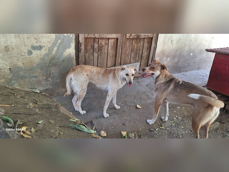 Die zauberhafte Elly sucht ihre Menschen