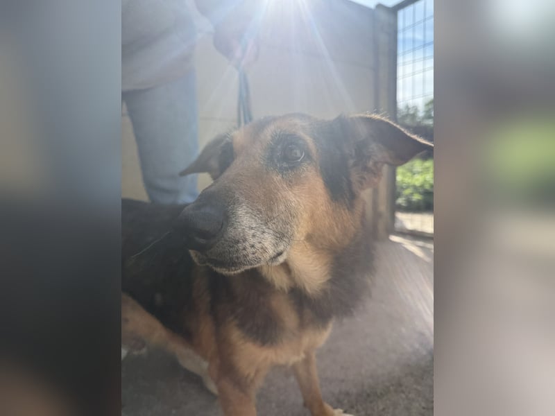 Gáspár, lieber und sensibler Rüde