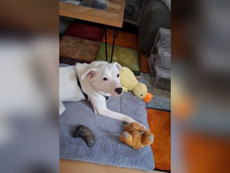 ARTEMIS, liebe Lakritz-Nase, 1 Jahr, 40 cm, Mischlingsmädchen, Tierschutz, Pflegestelle 53773