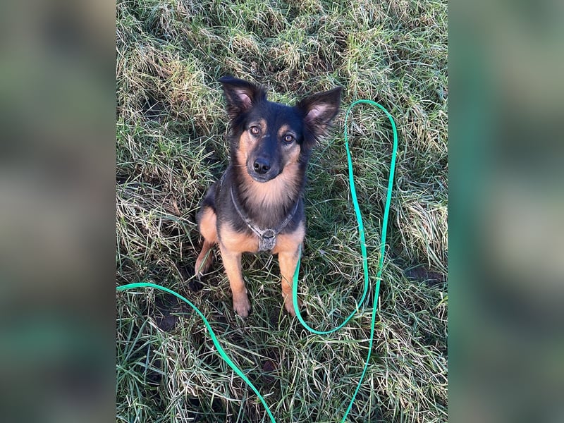 BRYNJA, sensible Angsthündin, 4 Jahre, 42 cm, Mischling, 48301 Nottuln, Tierschutz