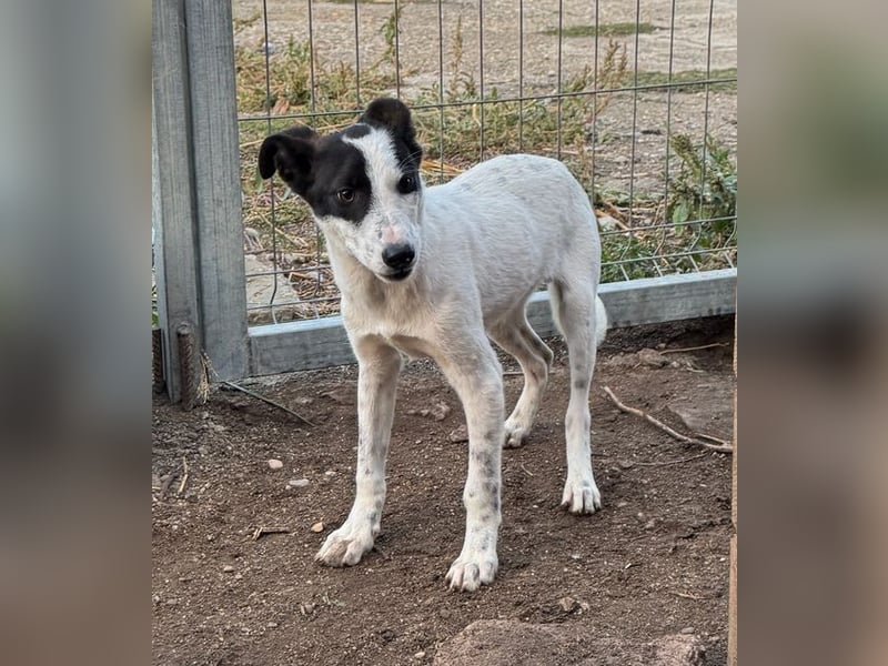 ⭐️SNOW⭐️, Herzensbrecher, Rüde, 1 Jahr, 46cm, Mischling, Tierschutz