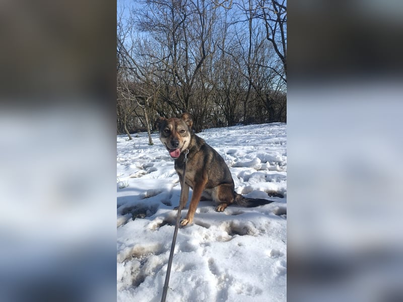 Buffy Tierschutzhund sucht ein Zuhause