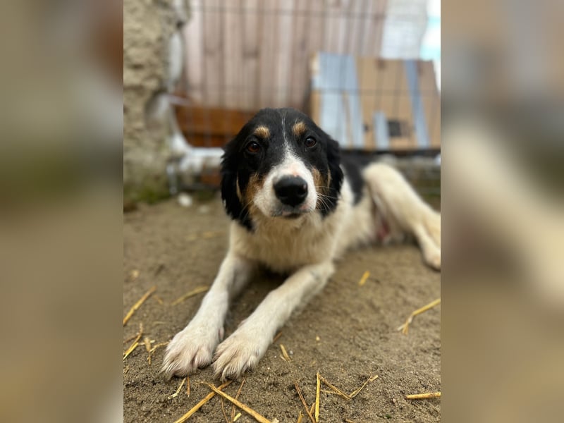 SALVA, kleine Entdeckerin, 3 Monate, 28 cm, Mischlingsmädchen, Tierschutz Rumänien