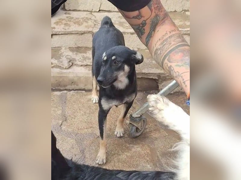 ⭐️ONYA⭐️, Hündin, 3 Jahre, 40 cm, Mischling, Tierschutz