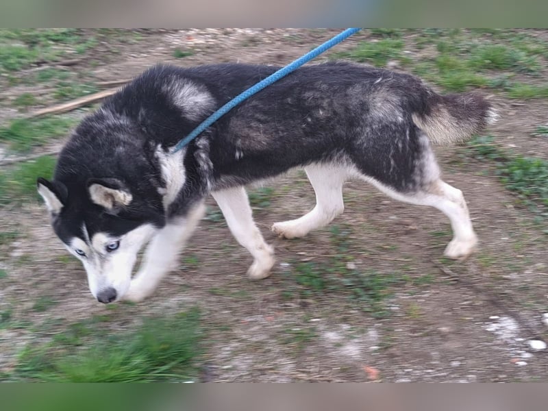 Huskyherz sucht Menschen, die ihre Sprache sprechen