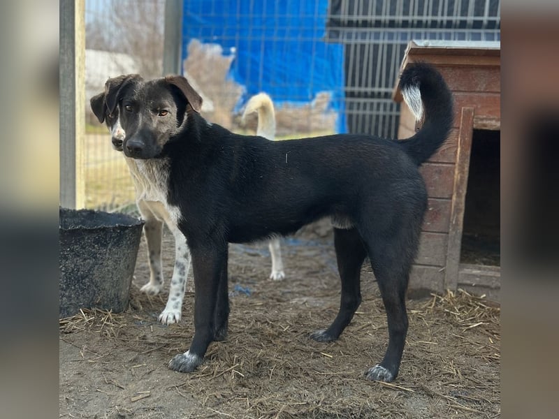 ⭐️SMOKY⭐️, sportlicher Rüde, 1 Jahr, 46 cm, Mischling, Tierschutz