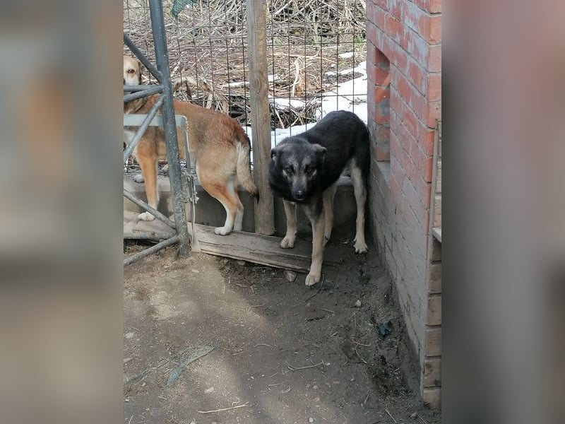 GREY, schöne Hundeseele, 4,5 Jahre, 50 cm, Mischling, Tierschutz Rumänien