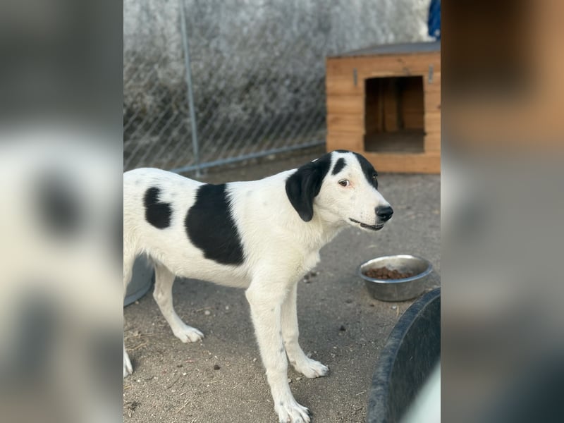 ⭐️SNOOPY⭐️, Spaßvogel und Spielkamerad, Rüde, 1 Jahr, 46cm, Mischling, Tierschutz
