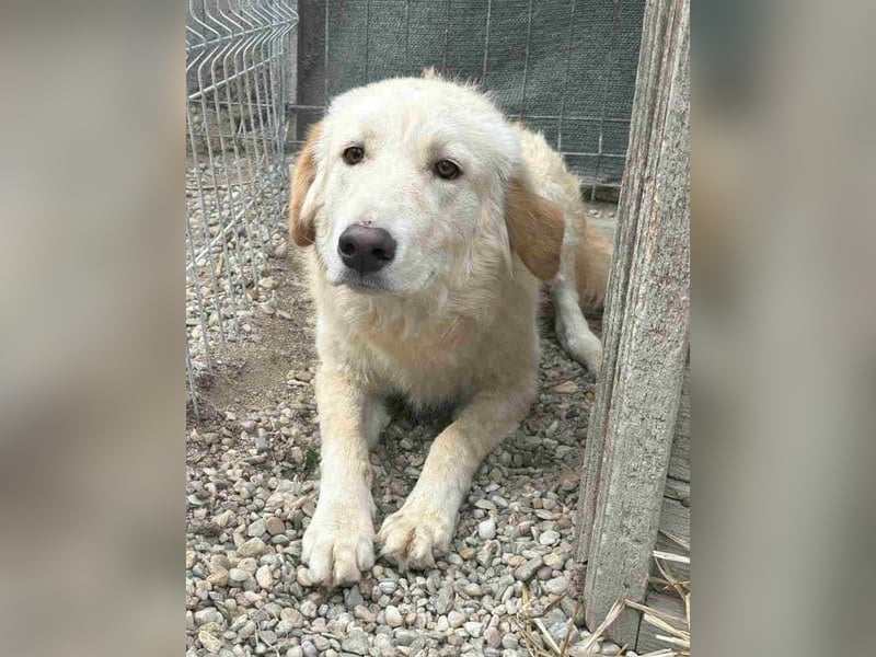 ⭐️CEDRIC⭐️, Goldschatz, Rüde, 3,5 Jahre, 50 cm, Mischling, Tierschutz Rumänien