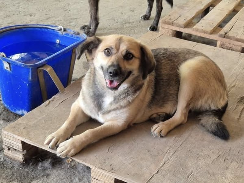 Hier kommt unsere süße Hündin 107409