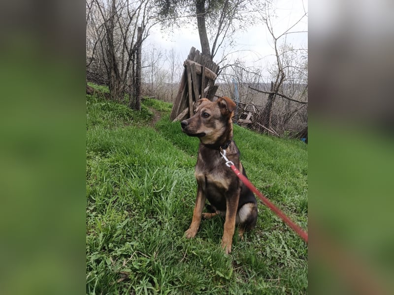 Buffy Tierschutzhund sucht ein Zuhause