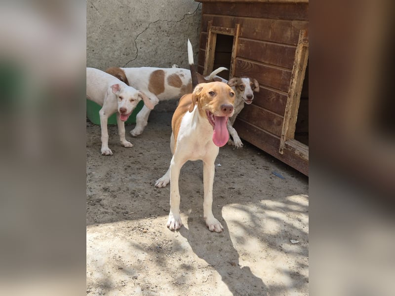 KATRA, Schmusebacke, 1 Jahr, 45 cm, Mischling, Tierschutz, Pflegestelle 57635