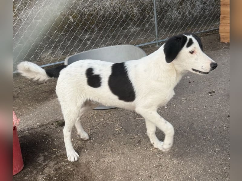 ⭐️SNOOPY⭐️, Spaßvogel und Spielkamerad, Rüde, 1 Jahr, 46cm, Mischling, Tierschutz